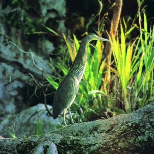 Merveilles naturelles du Costa Rica