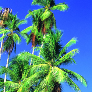 Merveilles naturelles du Costa Rica