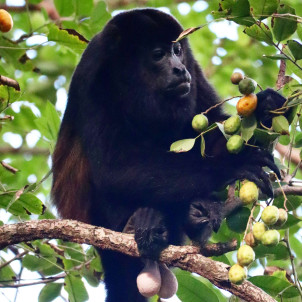 Merveilles naturelles du Costa Rica
