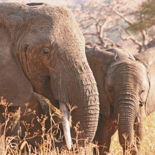 Safari por la naturaleza en Tanzania
