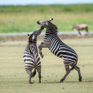 Safari por la naturaleza en Tanzania