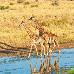 Safari por la naturaleza en Tanzania