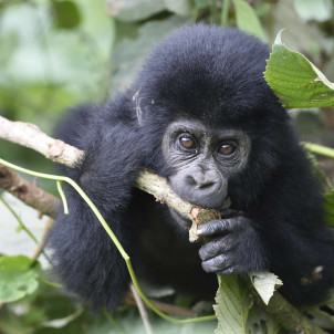 Gorilla Trekking Erlebnis
