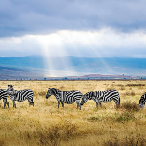 Serengeti,Ngorongoro and Tarangire National Park