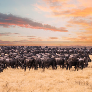 Safari de 6 días a la Gran Migración de Nus en Tanzania