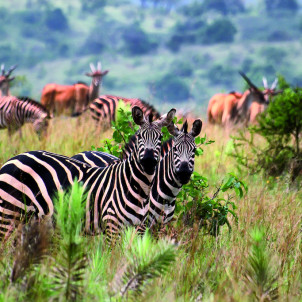 8 jours de safari au Rwanda