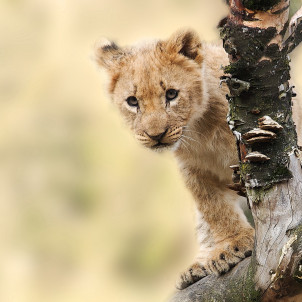Tansania Private geführte Safari