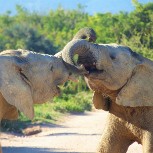 Safari zu den Big Five - 5 Tage