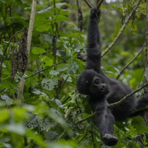 Gorilla Tracking Experience