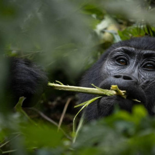 Gorilla Tracking Experience