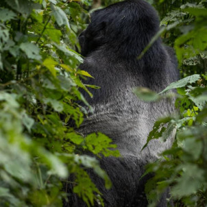 Gorilla Tracking Experience
