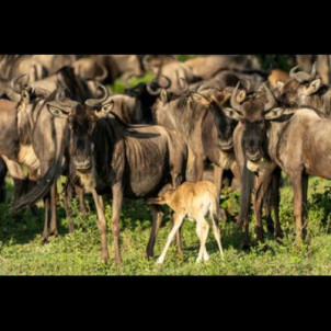 Ndutu calving migration safari in Tanzania