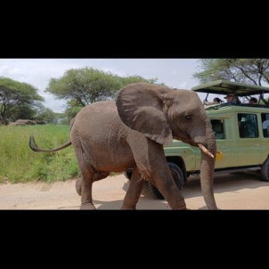 Tanzania Safari & Kilimanjaro Trekking