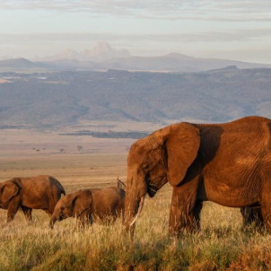 4-Day Northern Tanzania Wildlife Budget Safari with Cultural Experiences