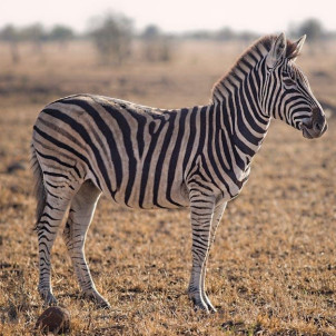 9-Day Northern Tanzania Wildlife Mid-Range Safari Experience with Cultural Tour