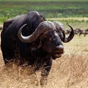 15-Day Northern Tanzania Wildlife Safari & Cultural Tour with Zanzibar Extension (Mid-Range)