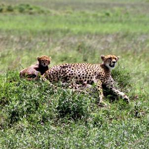 15-Day Northern Tanzania Wildlife Safari & Cultural Tour with Zanzibar Extension (Mid-Range)