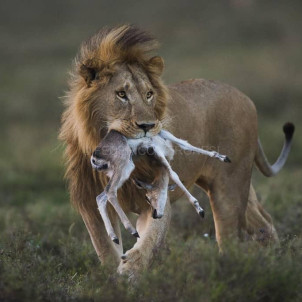 15-Day Northern Tanzania Wildlife Safari & Cultural Tour with Zanzibar Extension (Mid-Range)