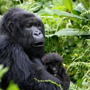 4 Days Uganda Gorilla Trekking Safari