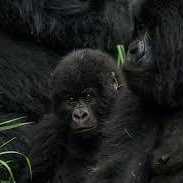 4 Days Uganda Gorilla Trekking Safari