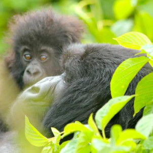 Discover Uganda: 7-Day Wildlife Safari Tour