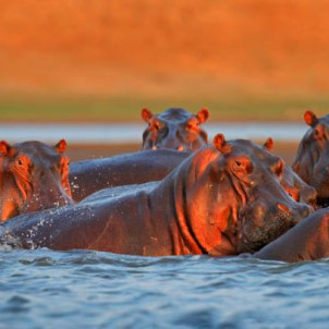 Discover Uganda: 7-Day Wildlife Safari Tour