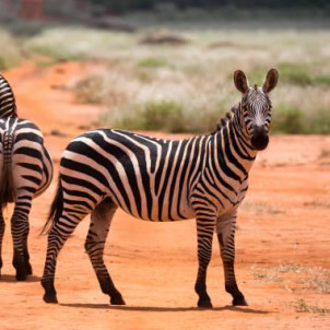 15 Days Uganda Rwanda Gorillas and Wildlife Safari