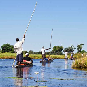 11 jours de safari au Botswana
