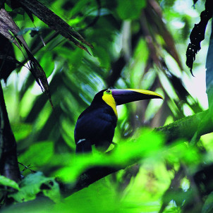 Au plus proche de la nature du Costa Rica et des locaux