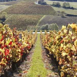 Besichtigung der Savoyer Weinberge