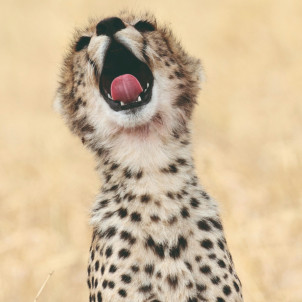4 DAYS SERENGETI AND NGORONGORO SAFARI