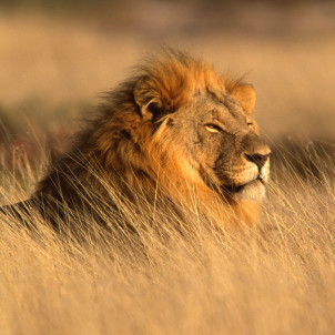 L'essence de Namibie