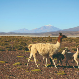 Die freie Natur in Bolivien